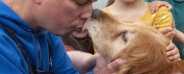 golden retriever cieco bacio