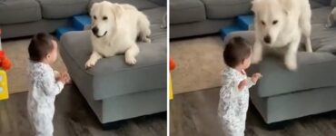 golden retriever esulta