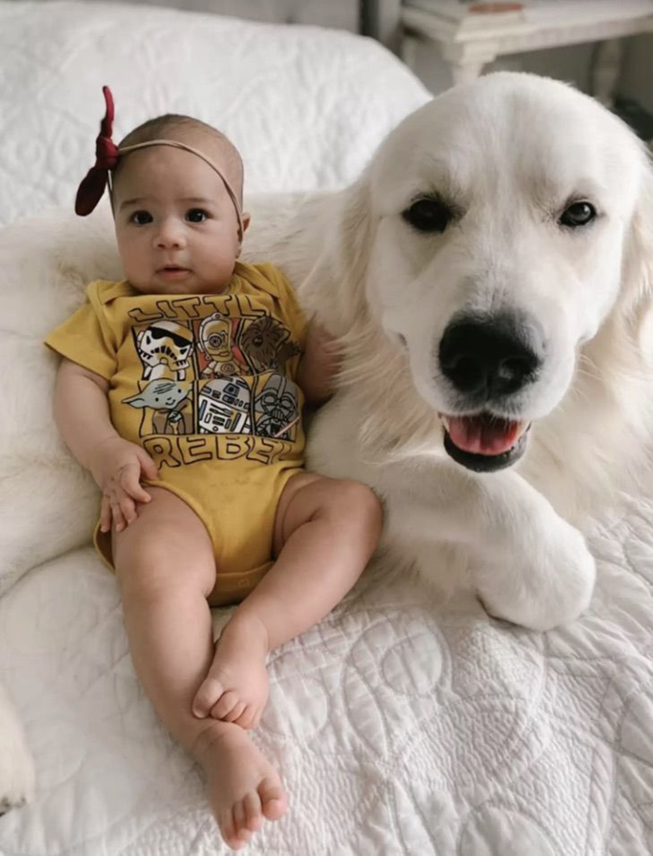 golden retriever con padroncina