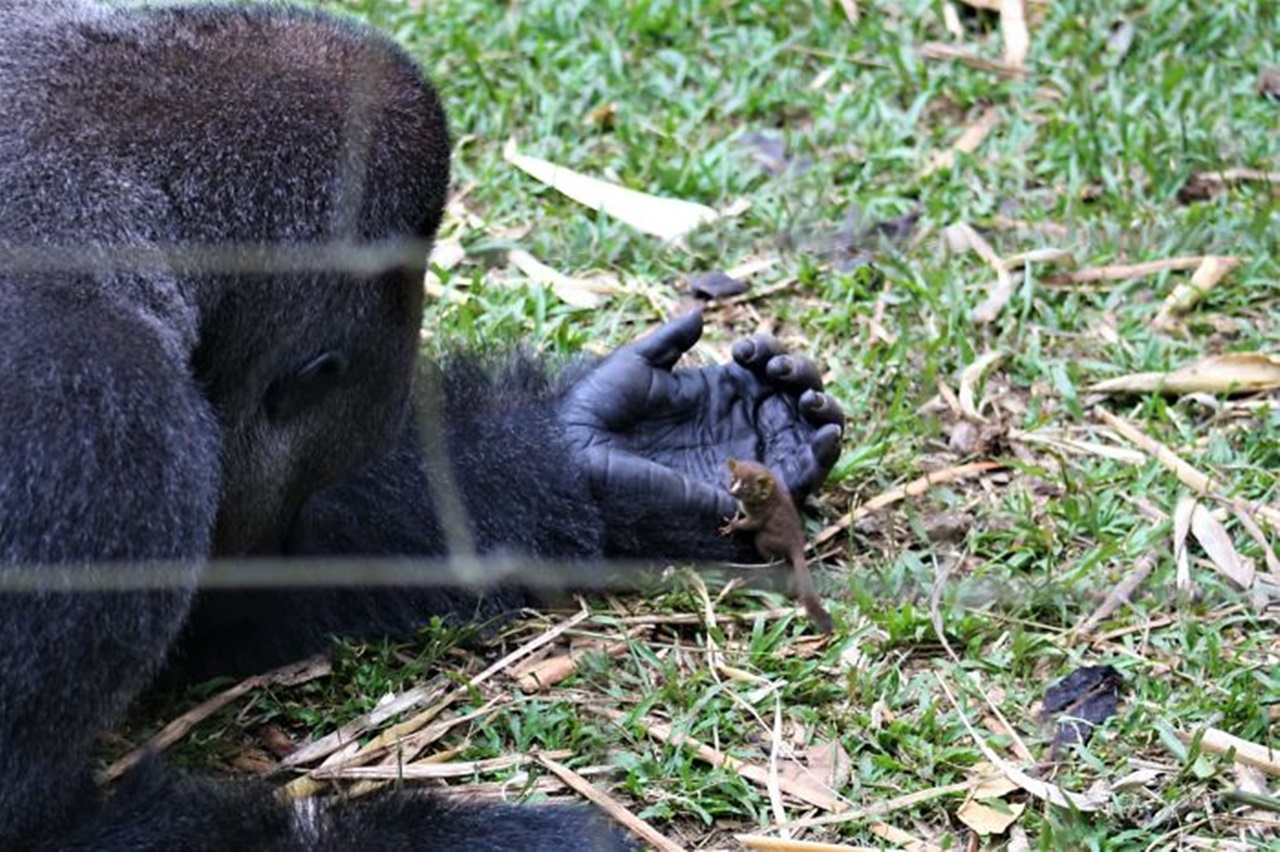 gorilla particolare lemure
