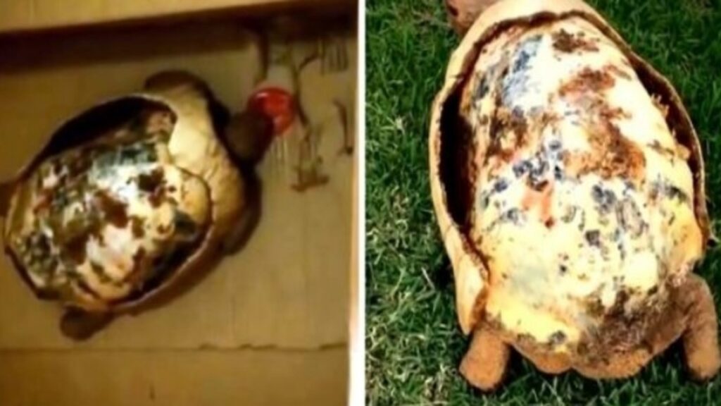 guscio tartaruga bruciato