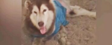 husky ferito blu