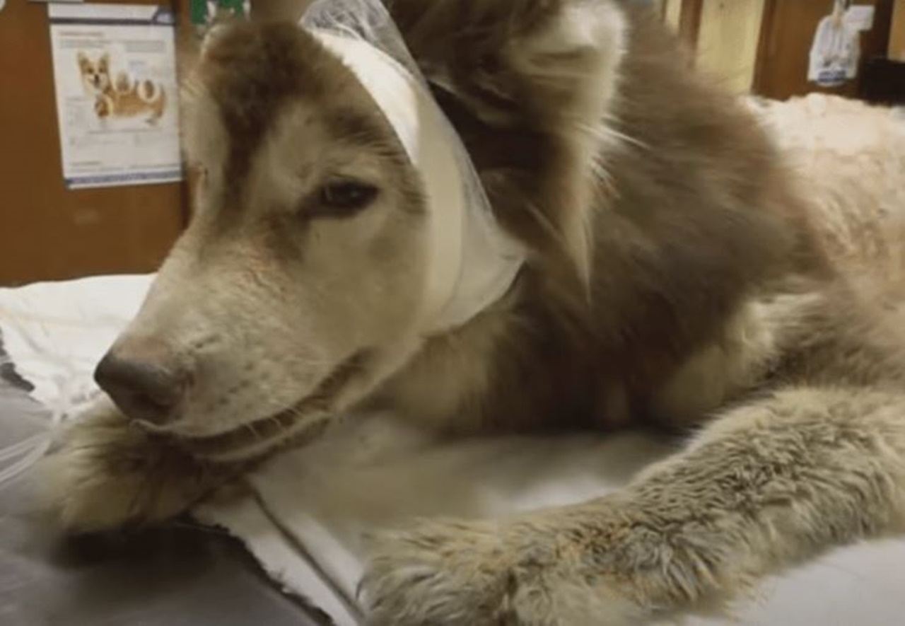 husky ferito cure