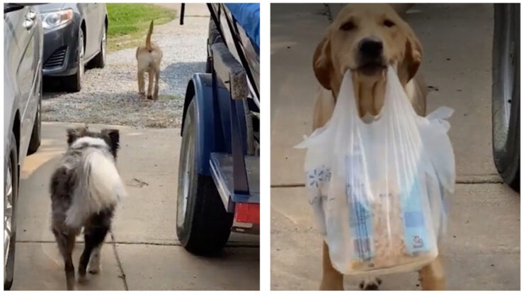 Labrador retriever trasporta sacchetto della spesa