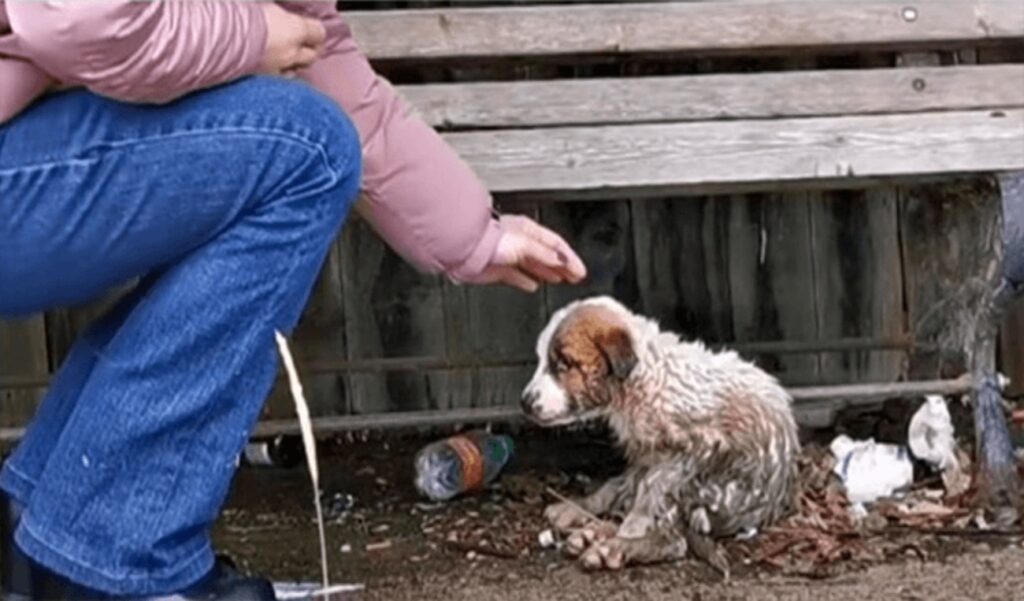 donna in lacrime per il cane