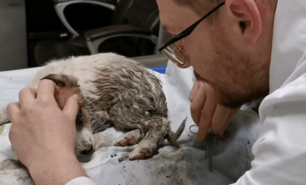 cane dal veterinario