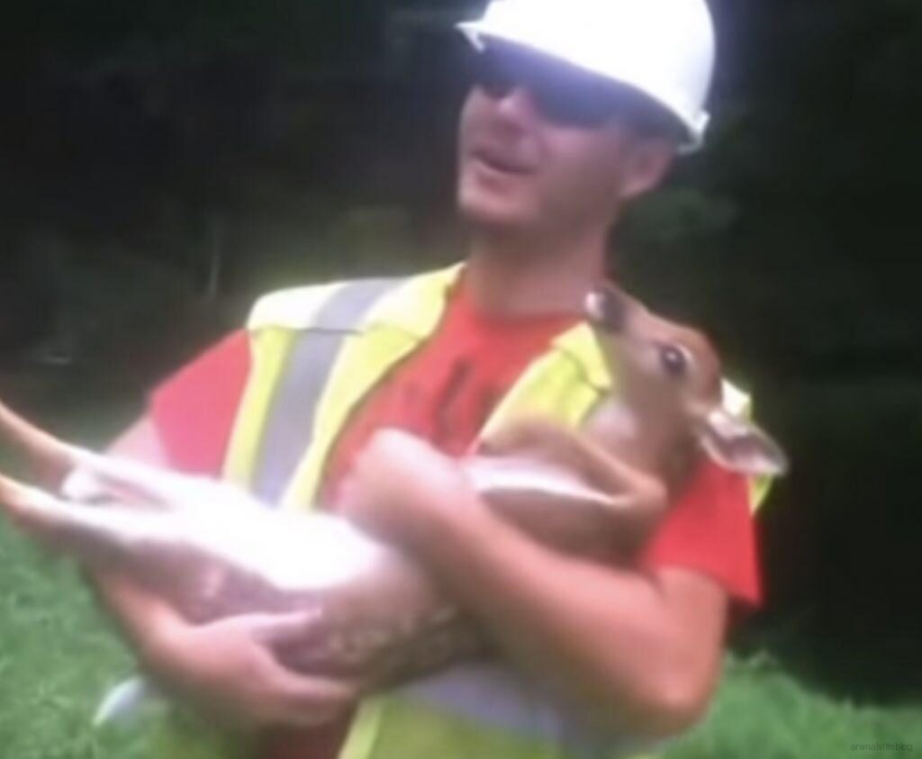 lavoratore con cucciolo di cervo