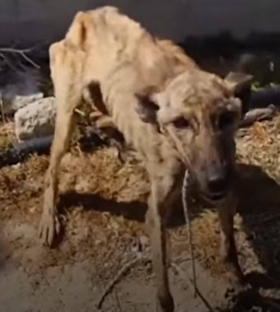 lena la cagnolina