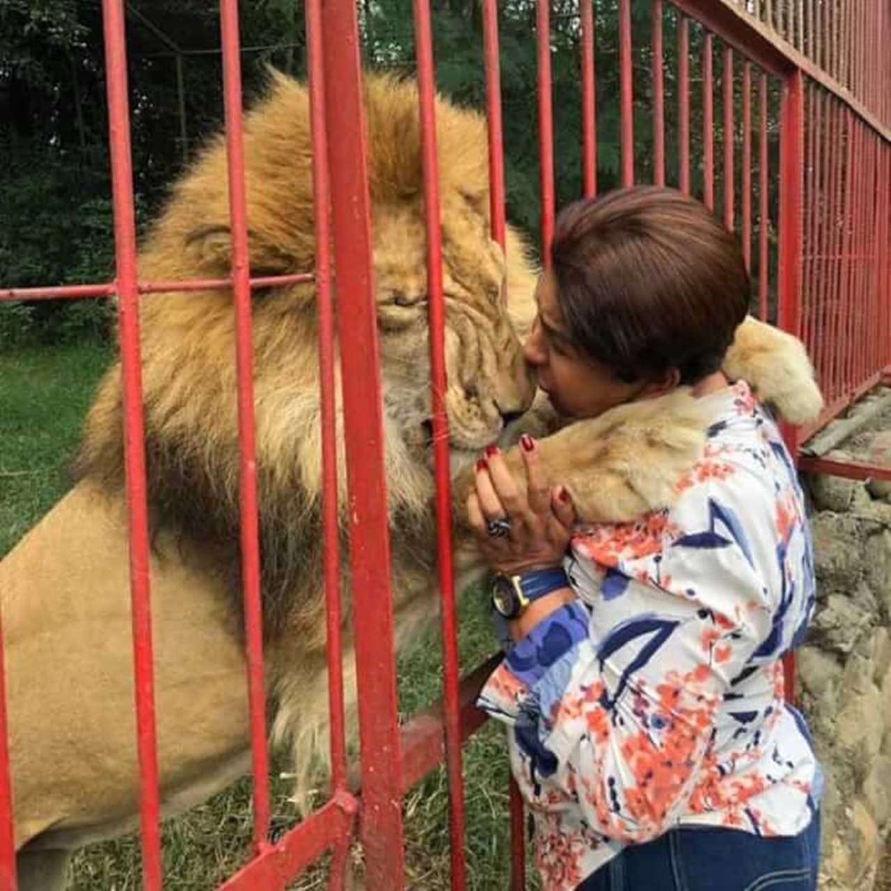 leone malato bacio