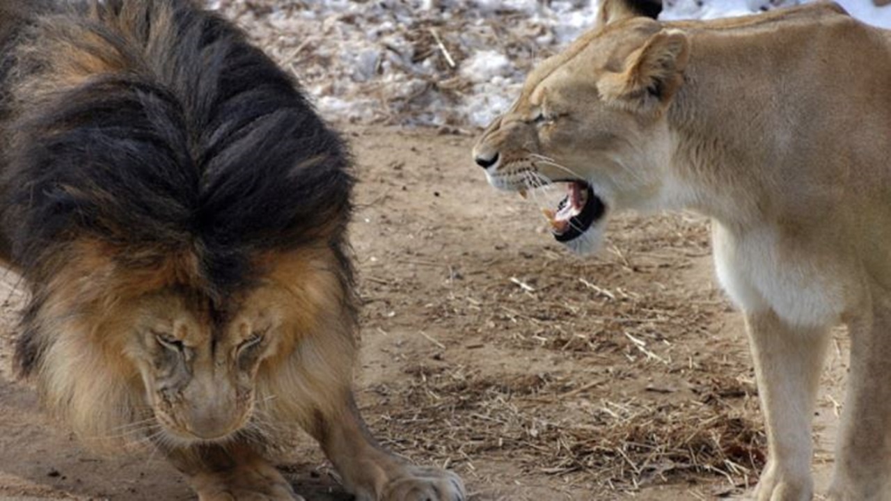 leone punisce figlio