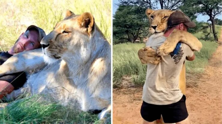 leonessa abbraccia l'uomo che l'ha salvata