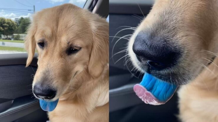 cane con lingua blu