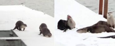 Lontre giocano sulla neve