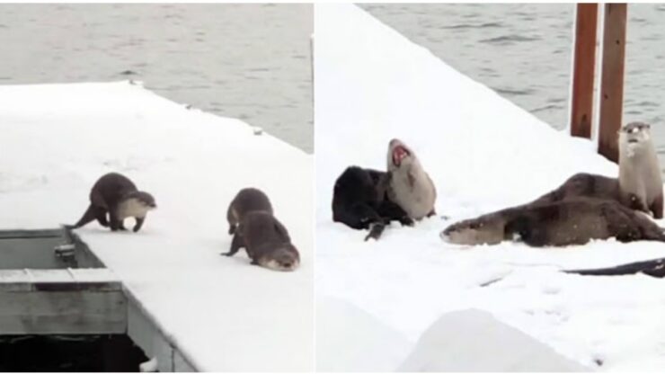 Lontre giocano sulla neve