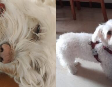 maltese smarrito