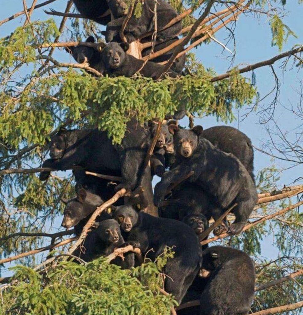 orsi sugli alberi