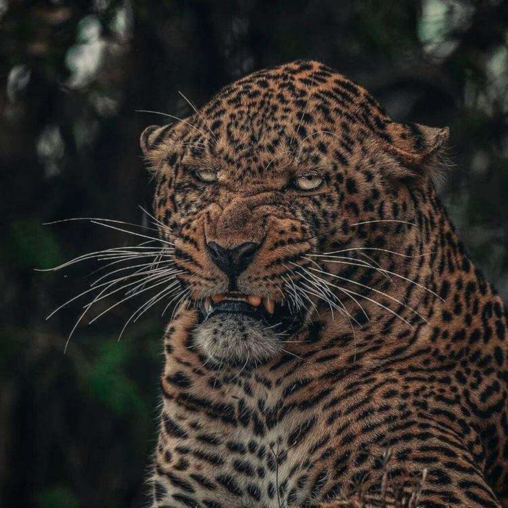 leopardo arrabbiato