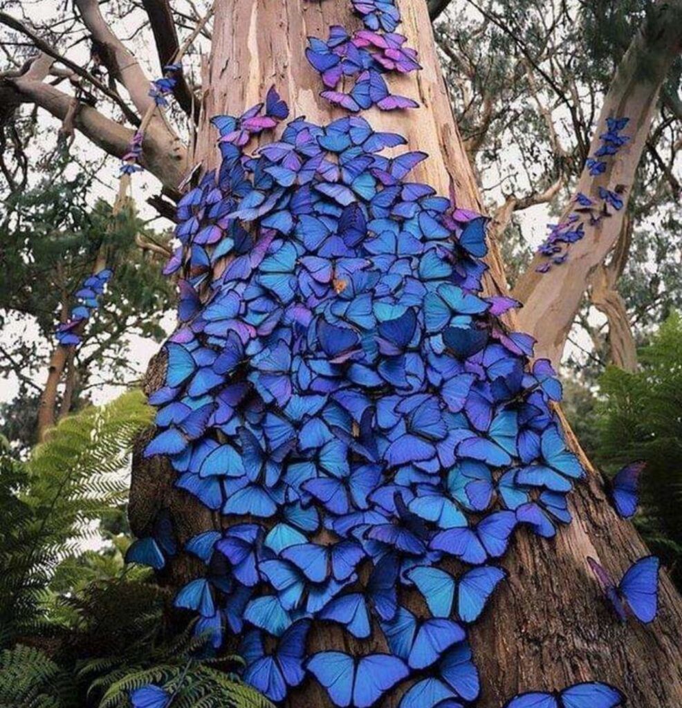 farfalle blu