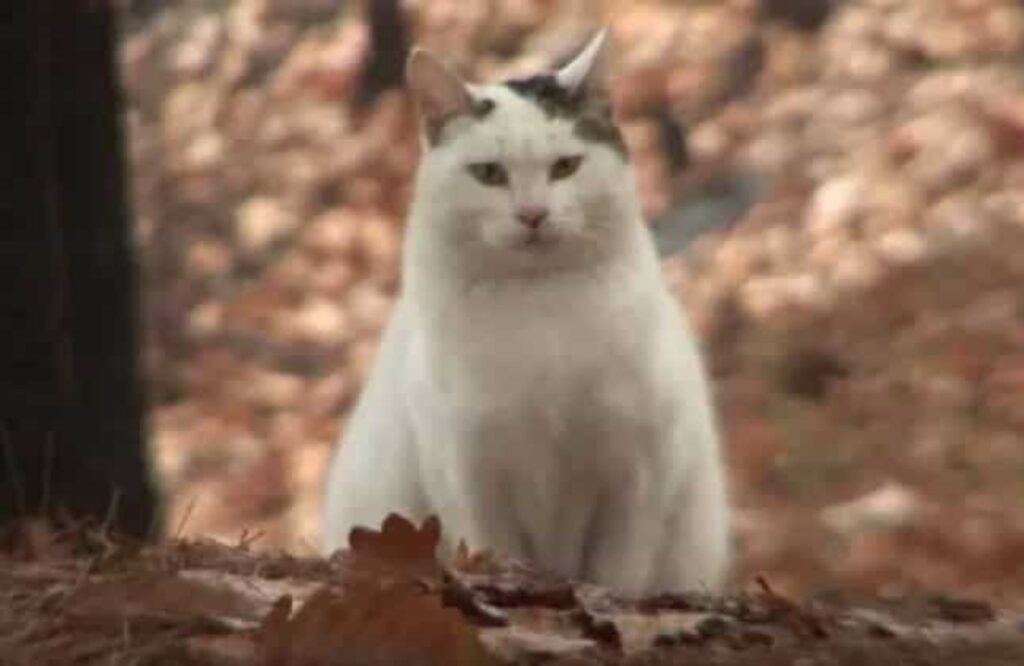 nabi, il gatto abbandonato