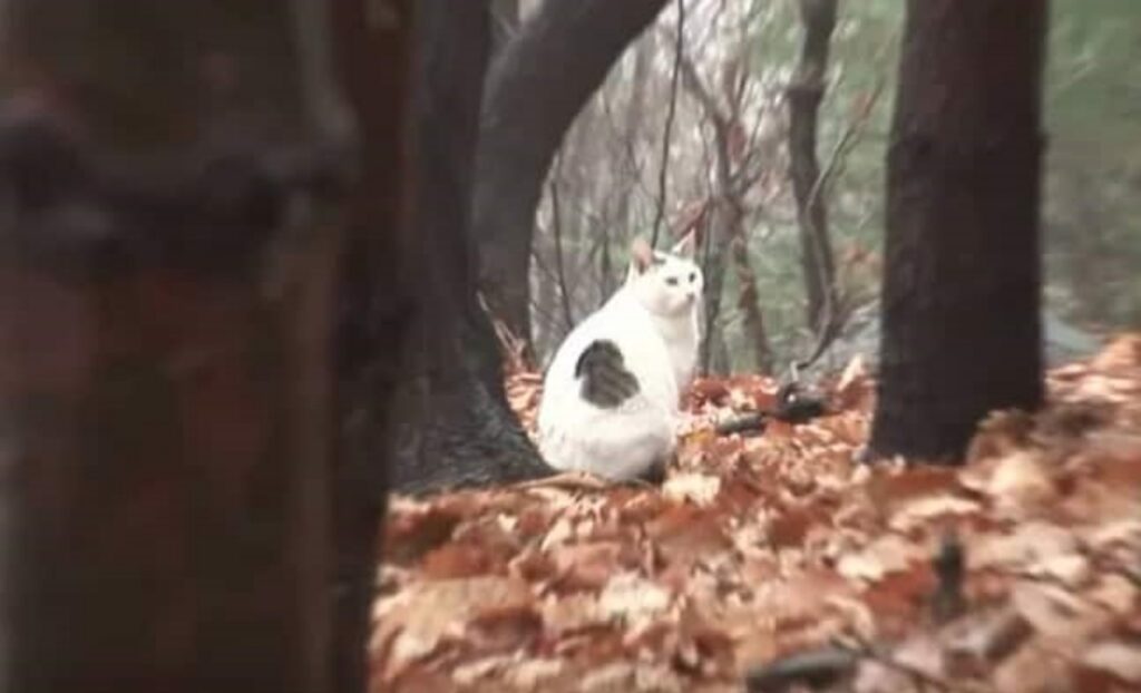 nabi, il gatto abbandonato