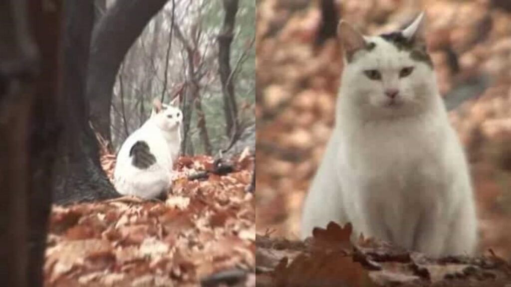 nabi, il gatto abbandonato