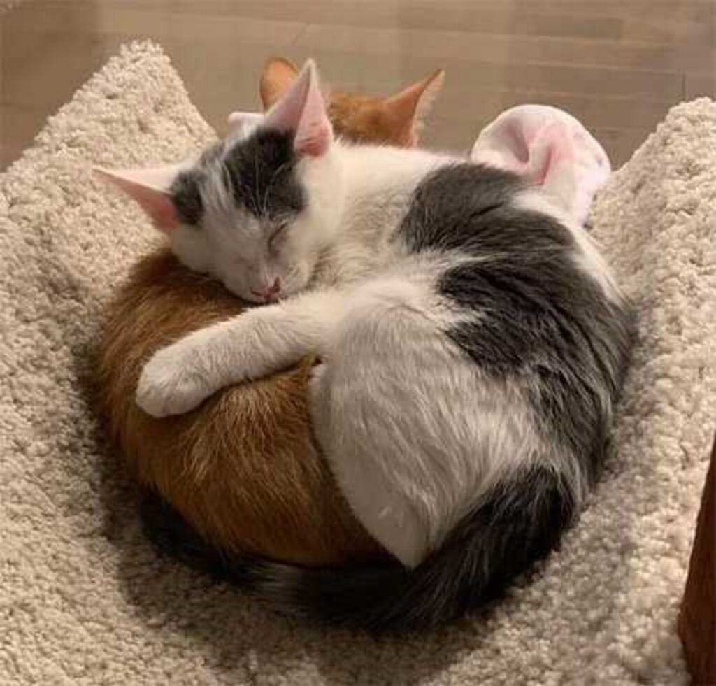gatte sorelle abbracciate