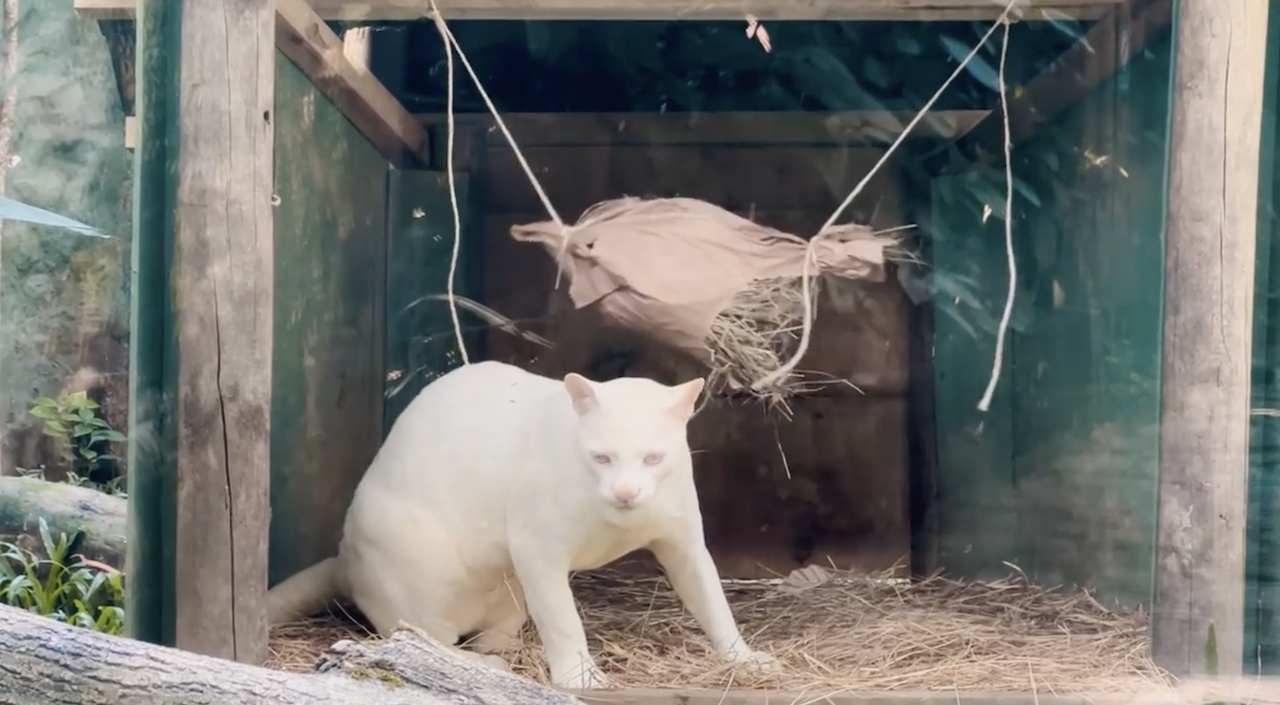 ocelot albino Colombia