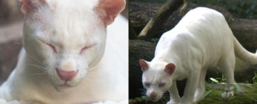 ocelot albino Colombia