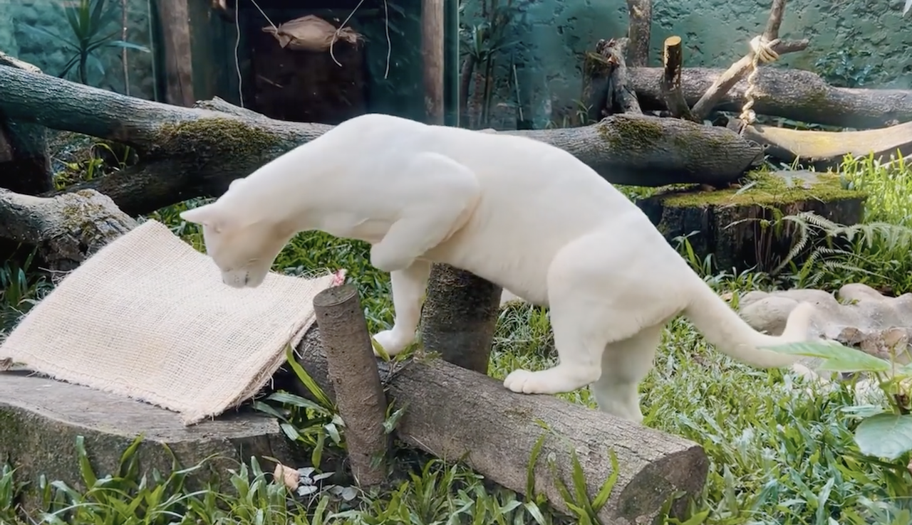 ocelot albino Colombia