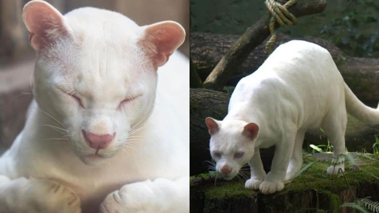 ocelot albino Colombia