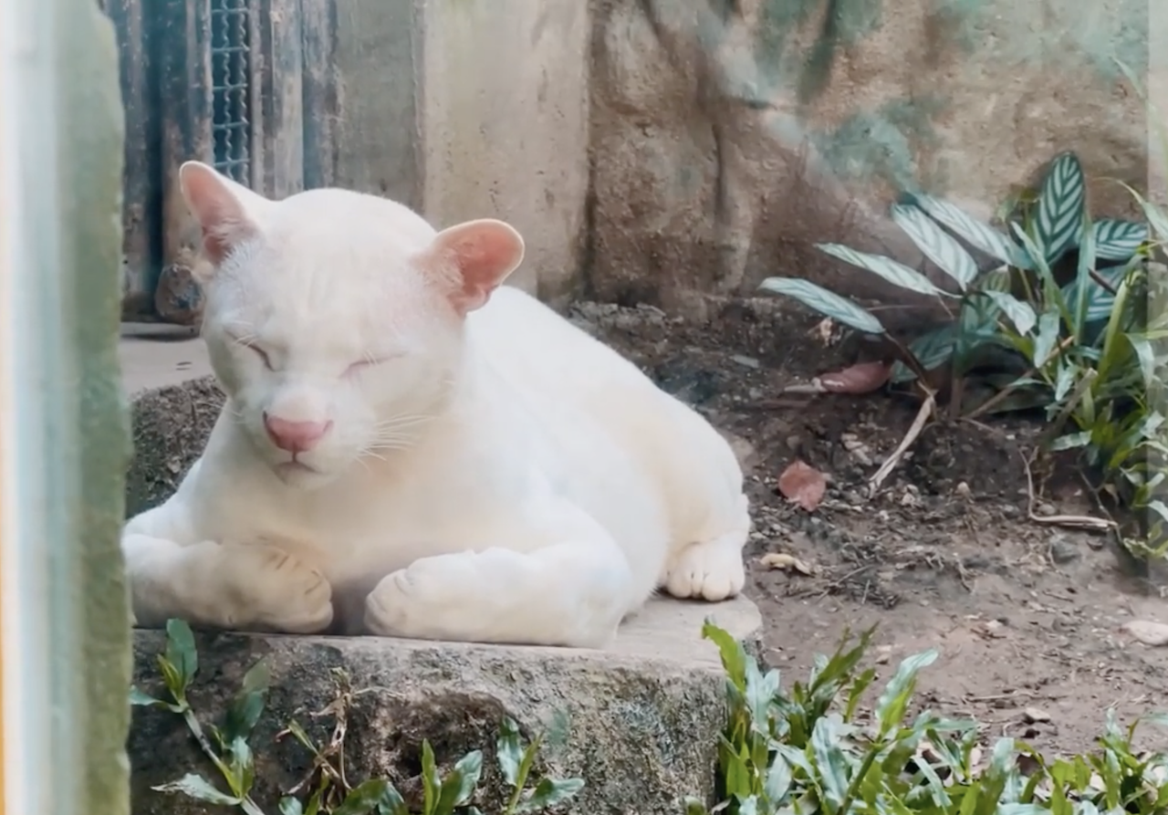 ocelot albino Colombia