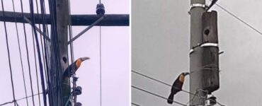 Operaio non caccia via il nido di uccelli
