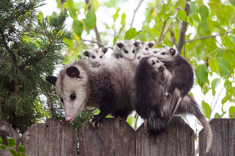 opossum con cuccioli