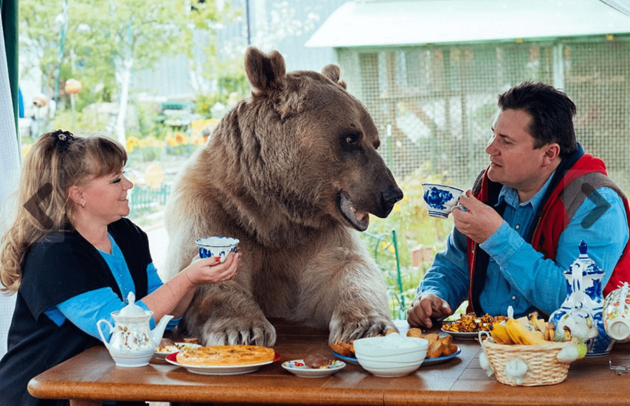 orso abbandonato tè