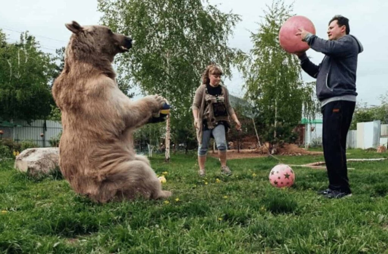 orso abbandonato gioca