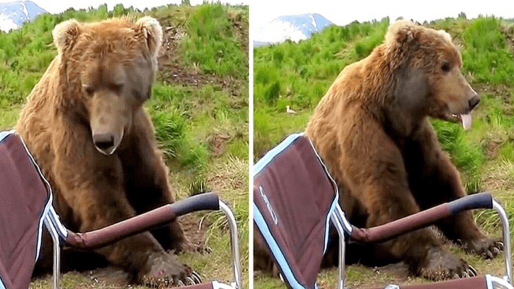 orso si siede vicino al campeggiatore