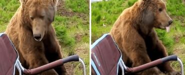 orso si siede vicino al campeggiatore