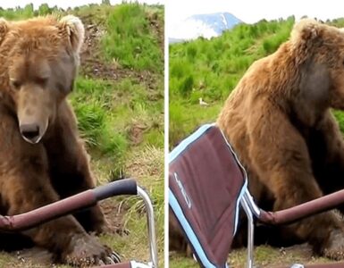 orso si siede vicino al campeggiatore