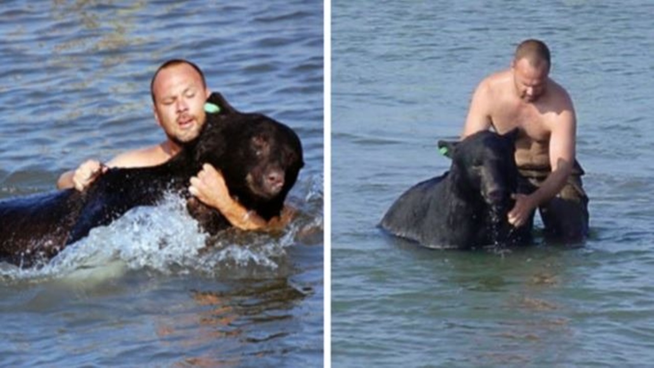 orso di 200 chili salvato