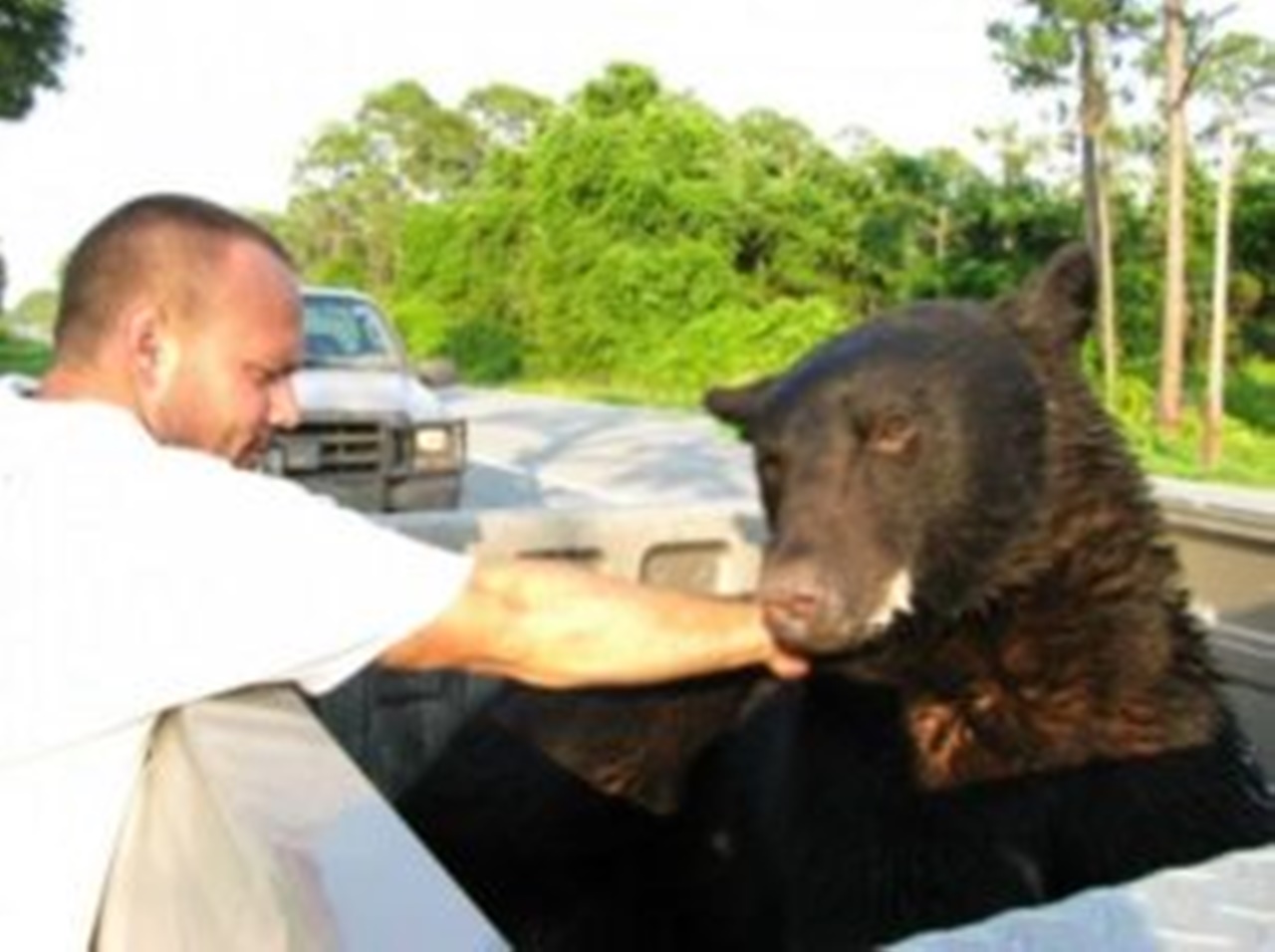 orso di 200 chili in salvo