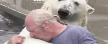 orso polare viene allevato da un uomo
