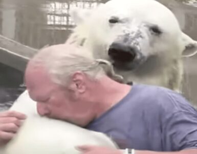 orso polare viene allevato da un uomo