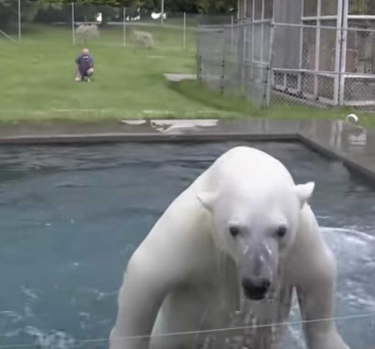 orso polare viene allevato da un uomo