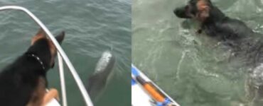 pastore tedesco gioca con delfini