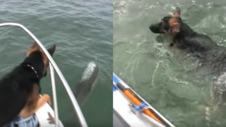 pastore tedesco gioca con delfini