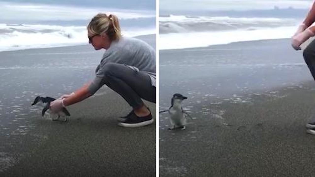 pinguino blu soccorritore