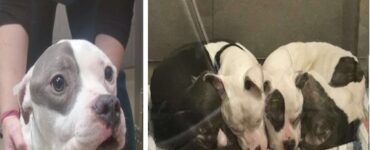pitbull fratelli dormono