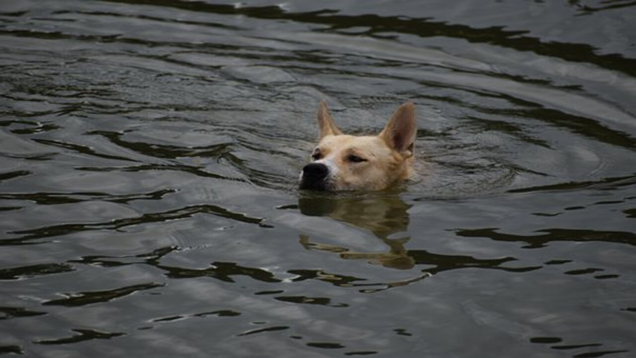 cane in acqua