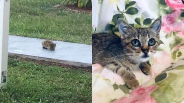 gattina senza madre in mezzo alla strada