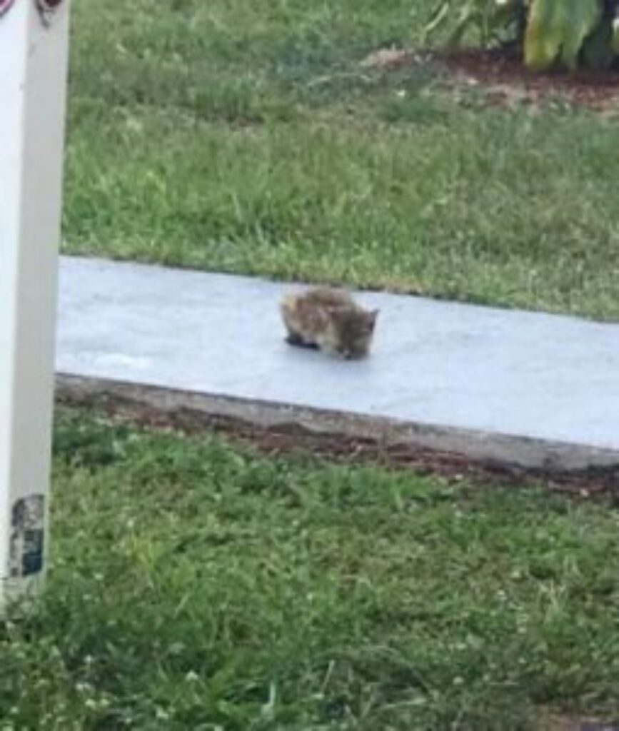 gattina senza madre in mezzo alla strada